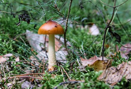 Close up forest mushroom eat