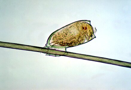 Chief egg louse photo