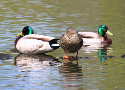 Ducks photo