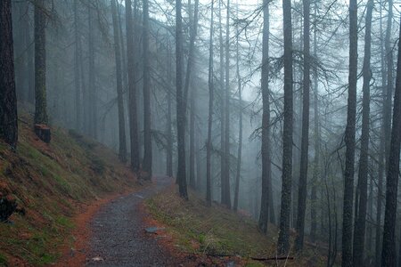 3 Brown fog forest photo