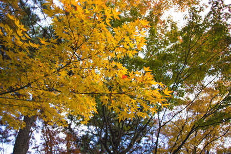 3 Red leaves