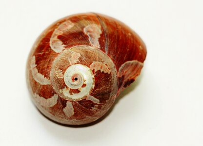 Snail shell nature animals