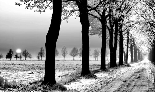 Winter landscape trees park