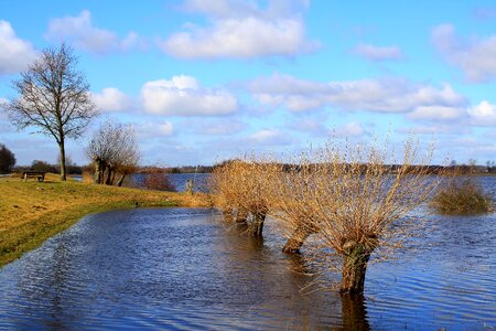 Pasture trees water high water