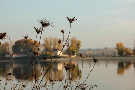 Herb silhouette dry season
