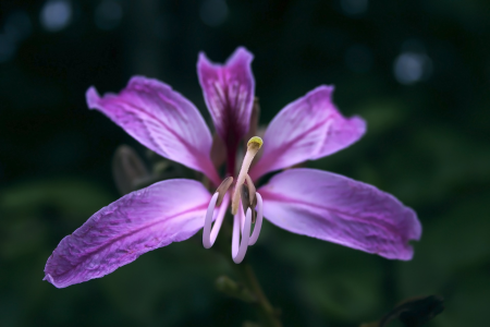 Floral plant natural