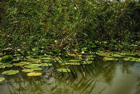 Waterlilies