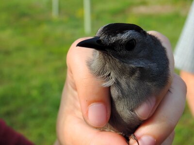 Animal bird Dumetella carolinensis photo