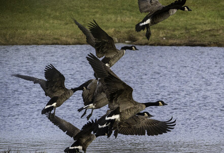 Group of Geese Taking Flight photo