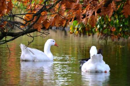 Pond swim animal