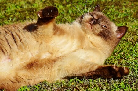 Adorable animal baby