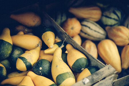 Thanksgiving Deco Gourd photo