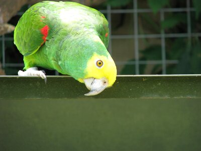 Bird parrots photo