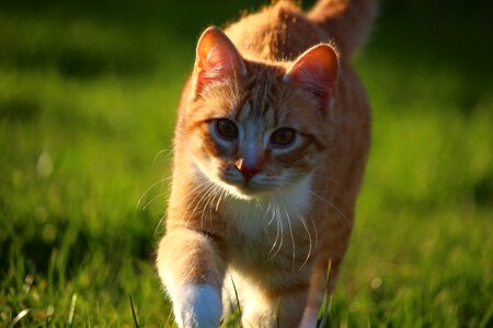 Animal cat claw
