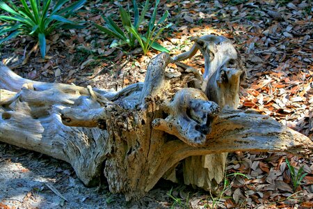 Tree trunk shore log