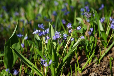 Bloom flower blue