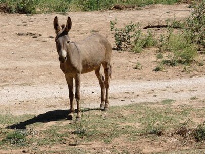 Animal head ears photo