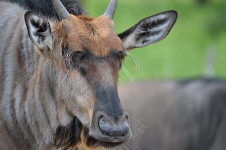 Wild mammal africa