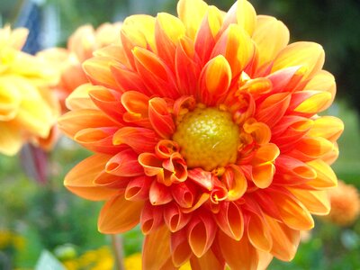 Beautiful beautiful flowers biology