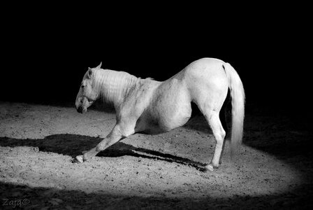 Animal nature animals