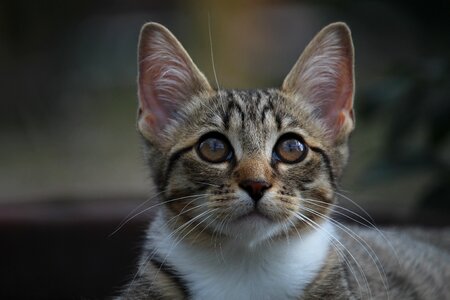 Mackerel kittens domestic cat photo