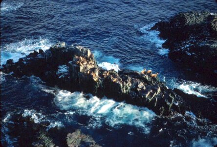 Mare viola 