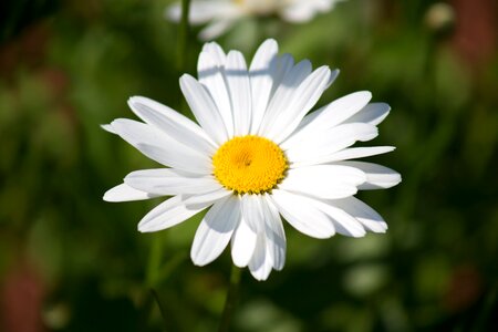 Beautiful Photo daisy flower photo