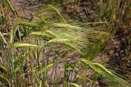 Agricultural agriculture cereal photo