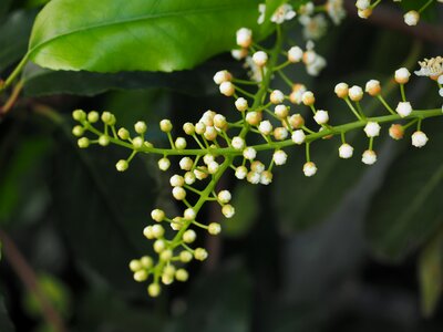 White bud bush