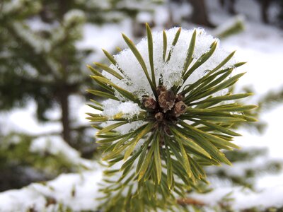 Conifer tree nature