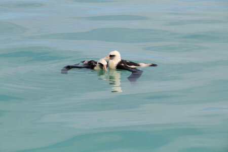 Two water-logged Laysan Albatross photo