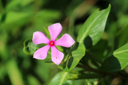 Pink Floral photo