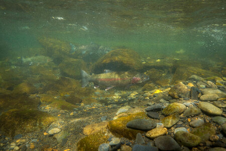 Rainbow trout photo