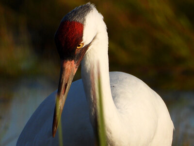 Close up of Whooping Crane photo