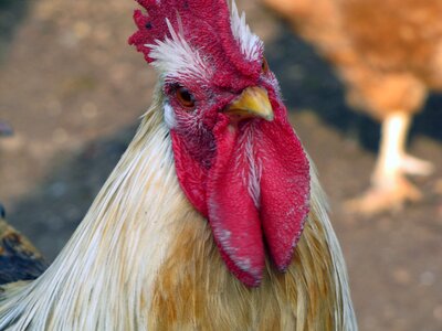 Hen bird poultry photo