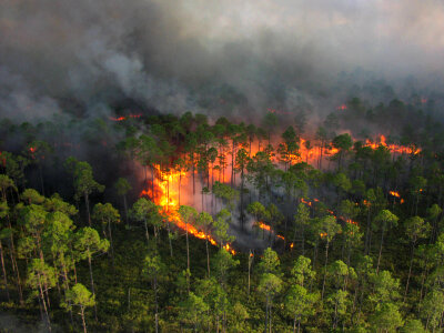 Prescribed fire forest aerial ignitions