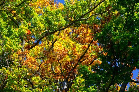 Brown color colorful