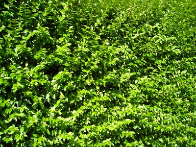 Bush greenery 