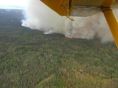 Bark Beetle beetle kill photo