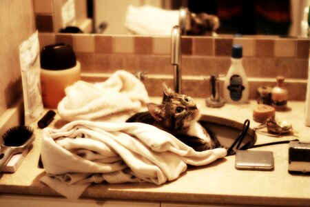 Pets animals feline