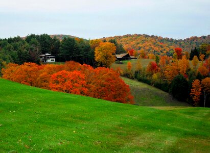 Rural forest scene photo