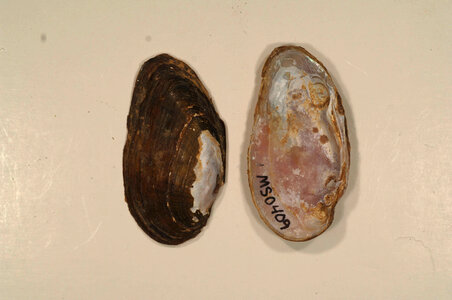 Elliptio arca