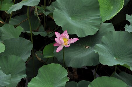 Flowers lotus leaf green leaf