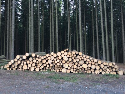 Forest log log stack photo