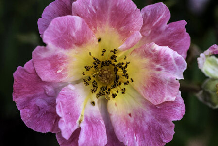 Great Closeup of an inner rose photo
