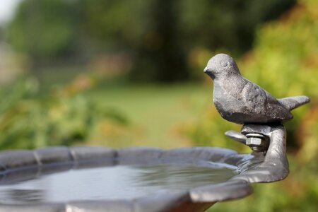 Water bird garden photo