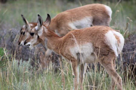 Animal bryce canyon antelope photo