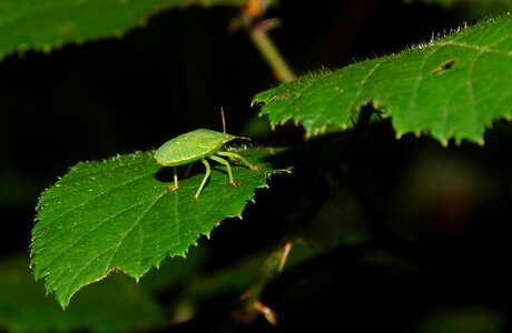 Animal arthropod beetle
