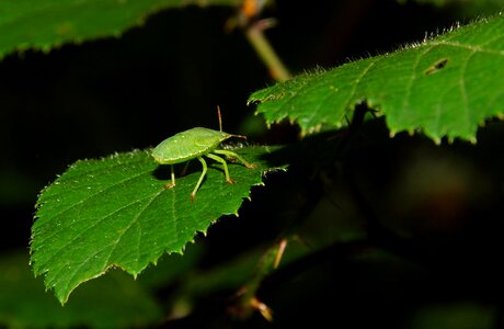 Animal arthropod beetle photo