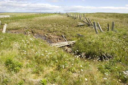 Close grass plants wooden